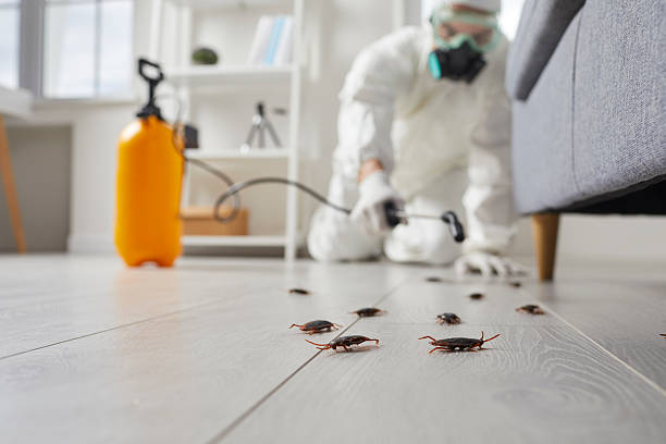 Affordable Termite Control solutions in Laverne, OK